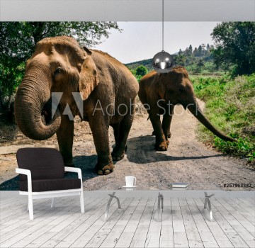 Image de Elephants on Dirt Road Near Chiang Mai Thailand